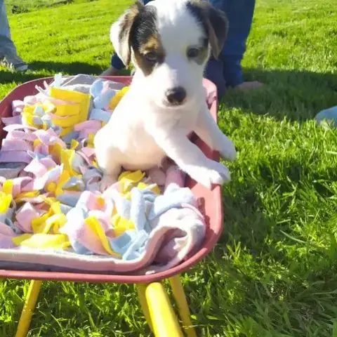 Adorables Chiots Jack Russel Lof