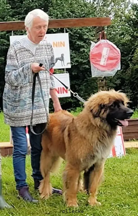 Leonberger  Chiot 4 Nagybobanya photo 3