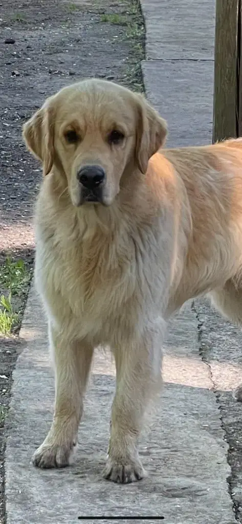 Golden Retriever  Chiot N°7 Du Haut De La Girauderie 28fe1 photo 3