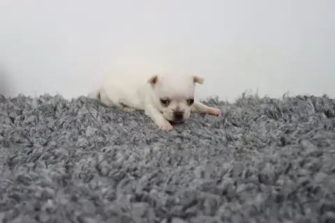 Chihuahua  Poil Court Blanc De La Grande Equinoxe