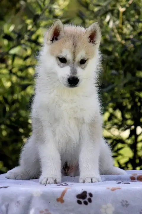 Siberian Husky  Mâle 3 Gris Et Blanc Des Sarmentins 44b1d