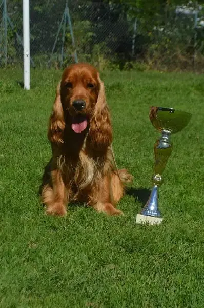Cocker Spaniel Anglais photo 3