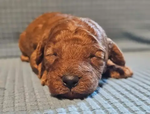 Caniche  Chiot N°3 De L'Angelarde