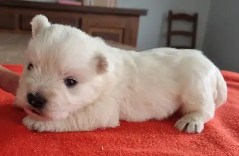 Adopter West Highland White Terrier  Chiot N°5 Des Hirondelle 8ccc3