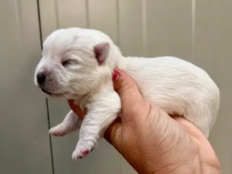 West Highland White Terrier  Chiot N°3 Du Coeur Des T 947e5