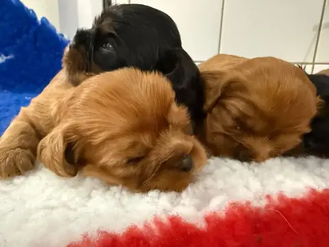 Cavalier King Charles Spaniel  Chiot N°1 Des Eternels bdbf2 photo 2