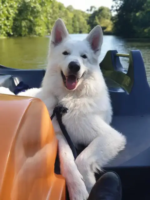 Berger Blanc Suisse  Chiot 8 Du Domaine Du Holzgiesse cd157