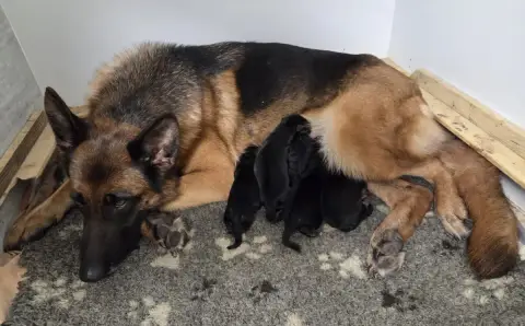 Berger Allemand  B......... -