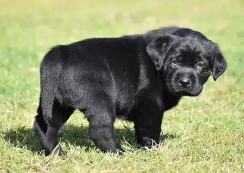 Labrador Retriever  Buzz Du Feeling De Nolister photo 3
