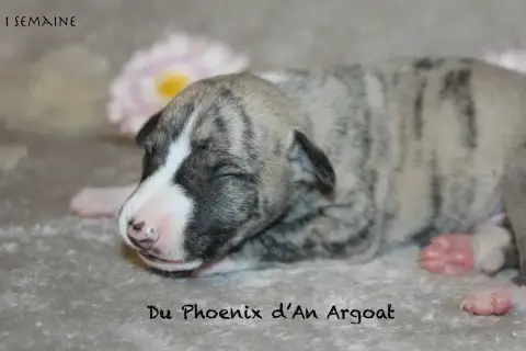 Whippet  Bary Du Phoenix D'An Argoat photo 3