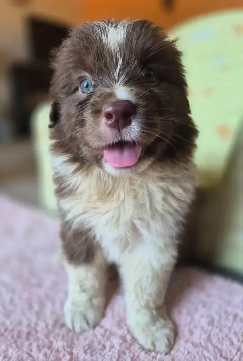 Berger Australien  Chiot