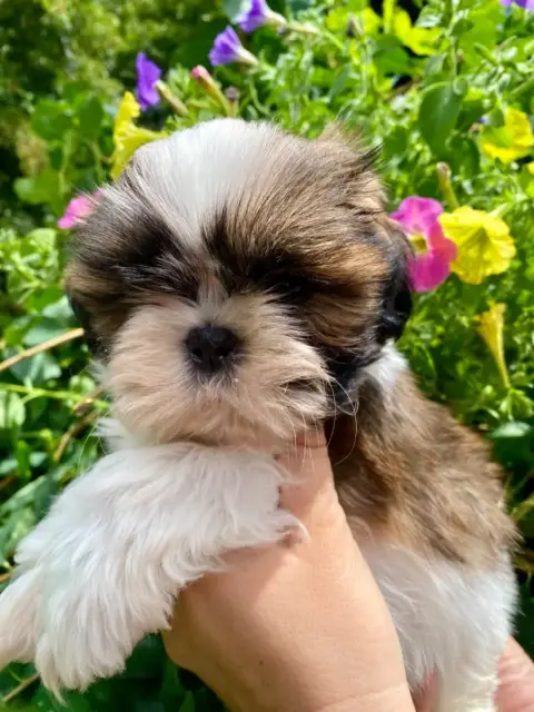 Shih Tzu  Boby De La Baronnerie Des Cuillerdier photo 2
