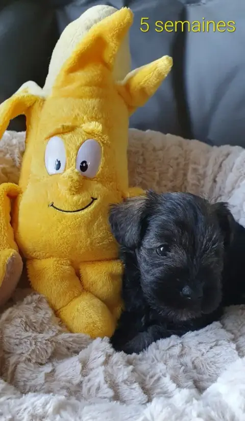 Schnauzer Miniature  Mellan Ps Alison'S Apple Pie Mel fc9b2