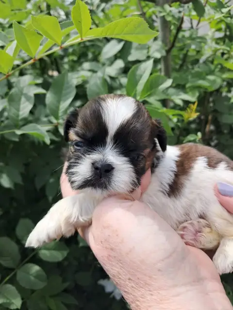 Shih Tzu  Bosco Soclemax