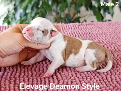 American Staffordshire Terrier