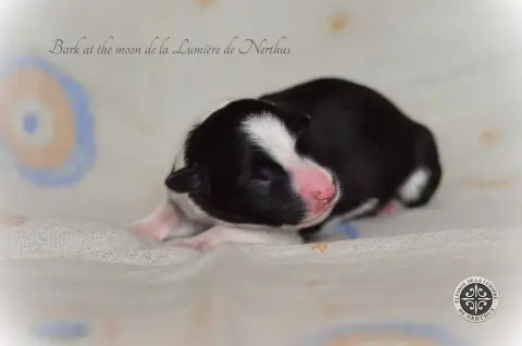 Border Collie  Bark At The Moon De La Lumière De Nert bf535