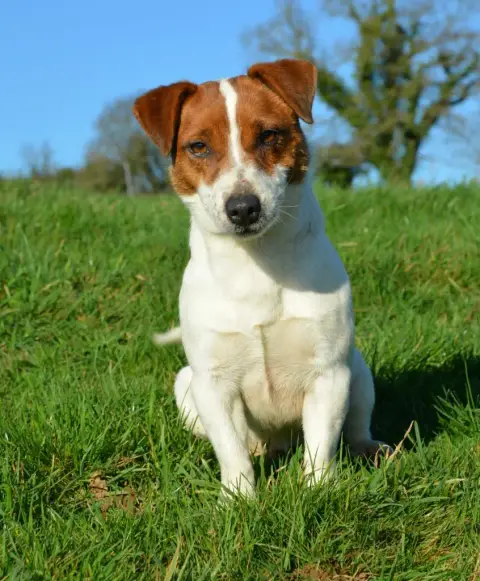 Jack Russell Terrier photo 3