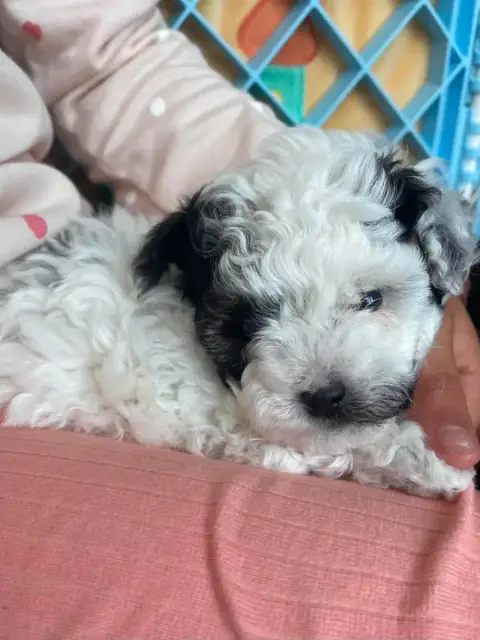Caniche  Chiot N°1 Du Royaume De La Pompadour photo 2