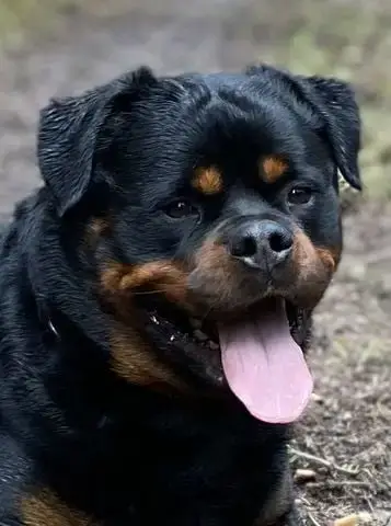 Rottweiler  Bentley House Of Warrior photo 3