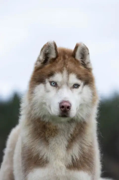 Siberian Husky  Betty Of Umok'S Dreams photo 2