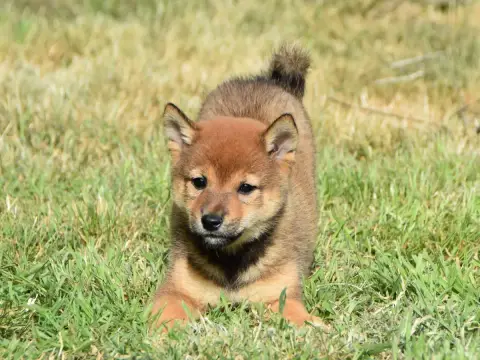 Shiba photo 2