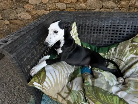 Adopter Whippet 
                        Baghera Du Frison Im 6ba16