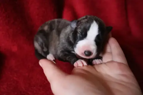 Whippet  Chiot N°1 Dear Sweety