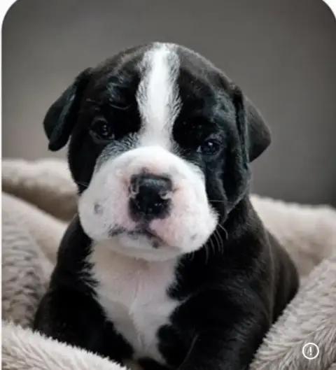 Bulldog Continental  Collier Bleu Du Domaine De Beala 90aae