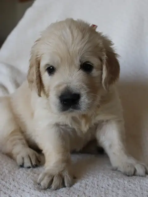 Golden Retriever  Bridinette Du Monde De Neige