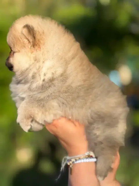 Spitz Allemand  Chiot N°2 Of The Dark Sea photo 2
