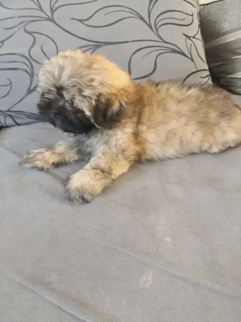 Lhassa Apso  Bahia A Pazzia D'Aurelia photo 3