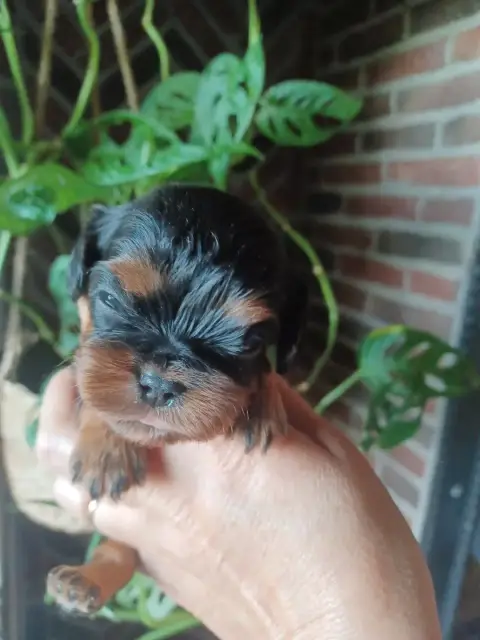 Cavalier King Charles Spaniel  Collier Vert Du Domain 27fab