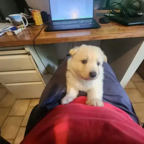 Chiots Berger Suisse À Vendre