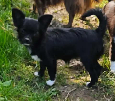Chihuahua  Aunyx De La Fontaine Aux Maléfices photo 2