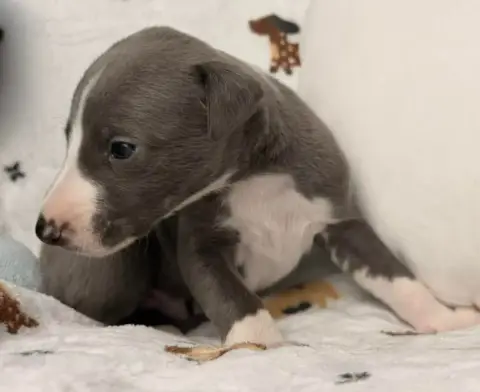 Whippet  Berlioz De La Bastie D'Hucaroc photo 2