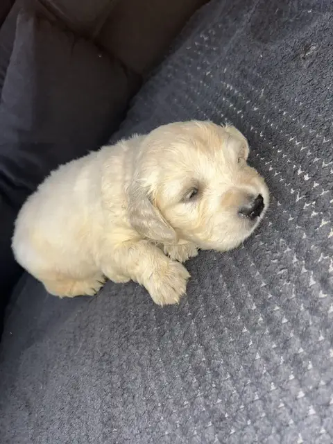 Golden Retriever  Rouge