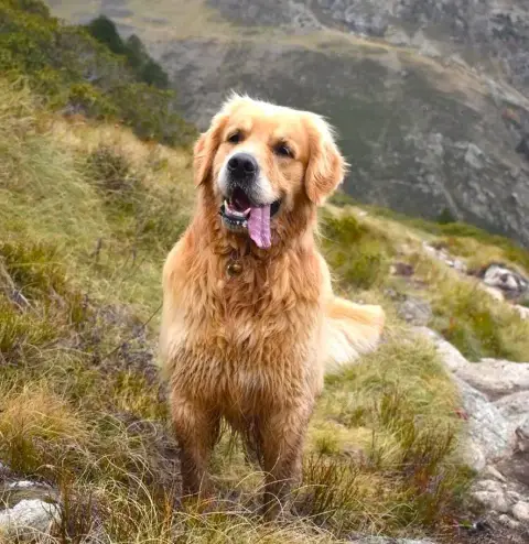 Golden Retriever  Chiot 3 Lul'Nacrees photo 2