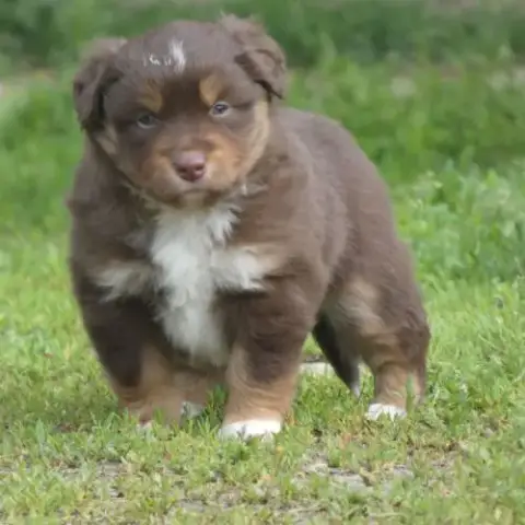 Chiot Berger Americain Miniature