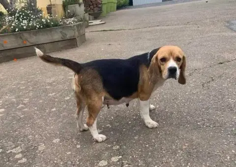 Beagle  Bradley De La Vignelais photo 2