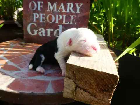 Bobtail  Chiot 4 Of Mary People photo 3