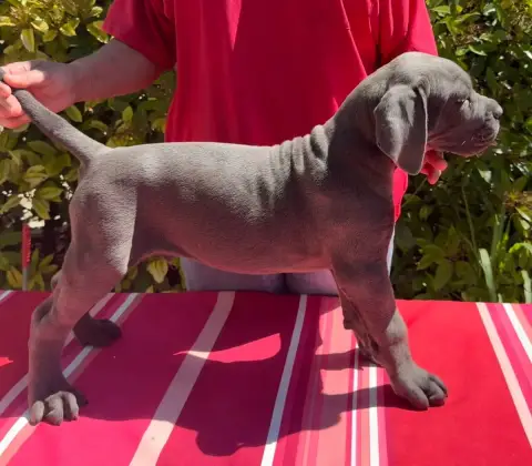 Cane Corso  Bary De La Tour Du Mont D'Or photo 2
