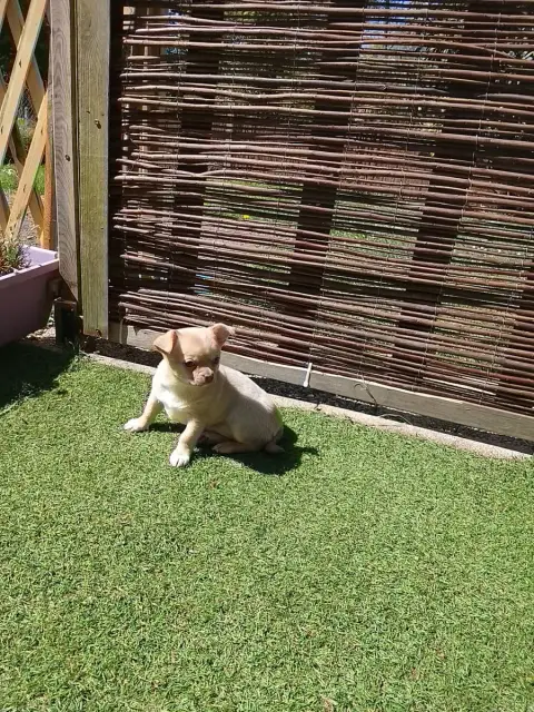 Chihuahua  Baya