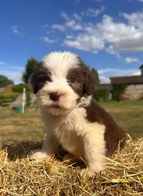 Bearded Collie  Bonnie