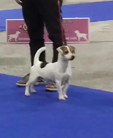 Jack Russell Terrier  Chiot N°1 Of Spirit Mountain photo 3