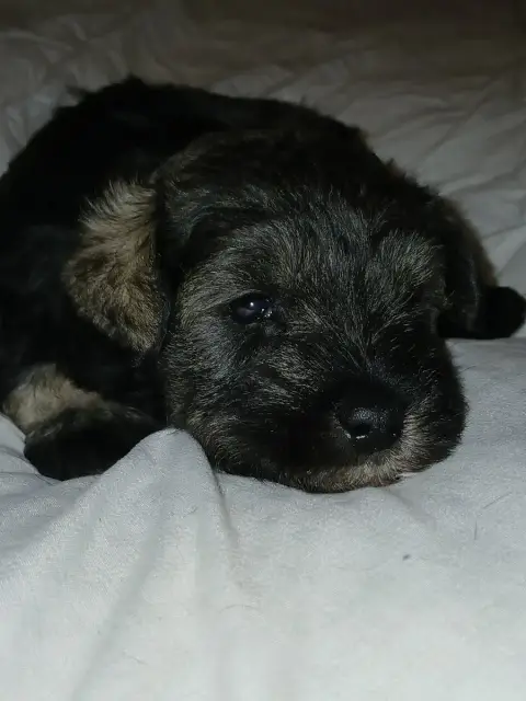 Schnauzer Miniature  Chiot N°1 De La Vallée Sacré