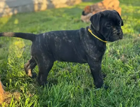 Bullmastiff  Brooke Du Domaine De Mc Queen