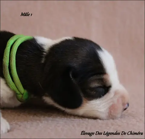 Beagle photo 2