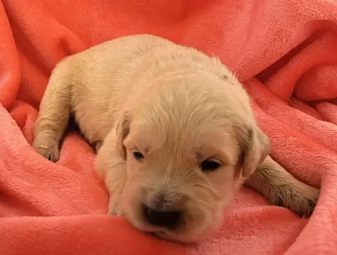 Golden Retriever  Barnabé (Ruban Marron) Of Mayajoe'S d2062