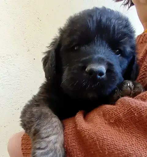 Leonberger  Chiot Orange De L'Arche De Caux