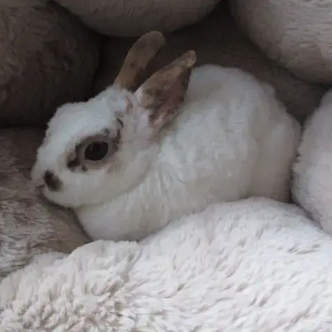 Lapine Miniature